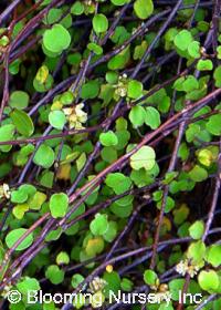 Muehlenbeckia axillaris